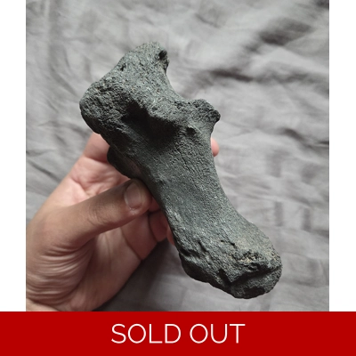 Rare Large Miocene Rhino (Teleoceras) Calcaneus Bone Fossil Bone Valley Florida Rare Large Miocene Rhino (Teleoceras) Calcaneus Bone Fossil Bone Valley Florida